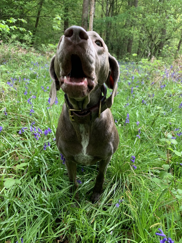 Beyond the Bark